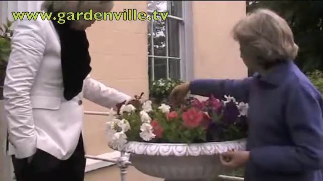 Petunias.m4v