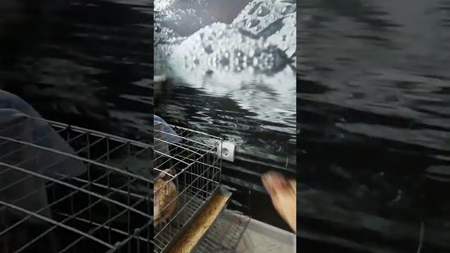 Разведение перепелов в квартире. смотреть онлайн