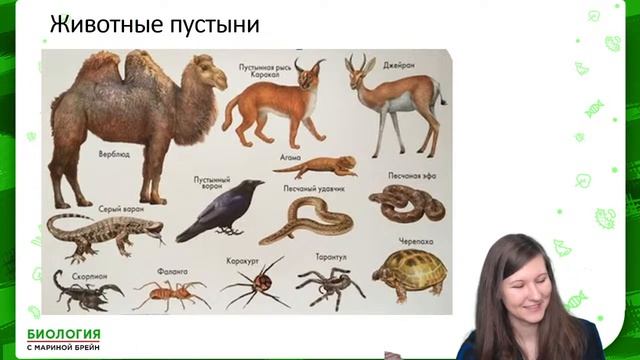 ЭКОЛОГИЯ ЕГЭ НА ВСЕ 100 | ЧТО НУЖНО ЗНАТЬ? смотреть онлайн