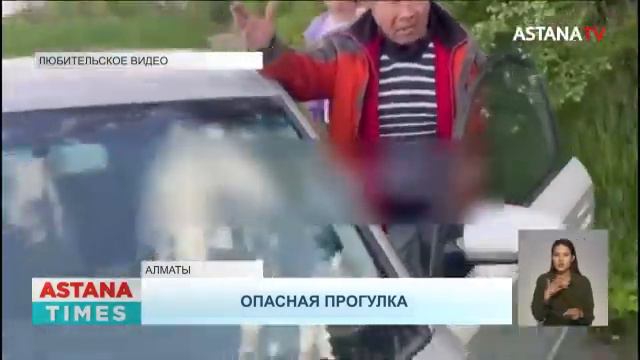 Угрожал оружием семье с собаками: на алматинца завели уголовное дело смотреть онлайн