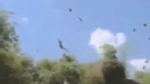 Дикие звери против людей, жесть