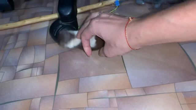ЛАСКАвые игры (Mustela nivalis, weasel) смотреть онлайн