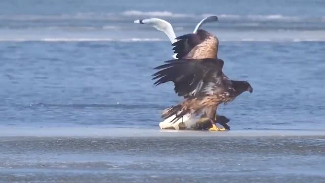 Орел поймал крупную рыбу смотреть онлайн