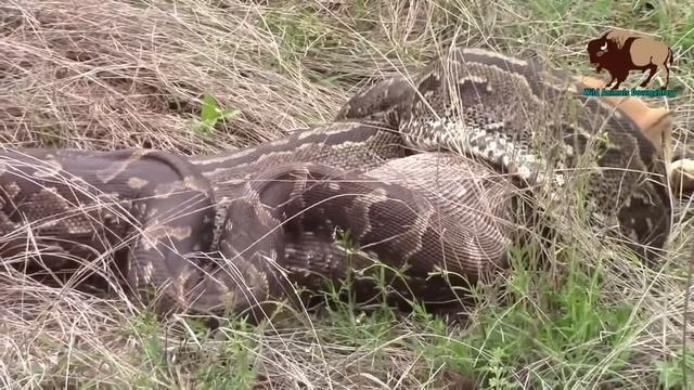 Python Anaconda Eat Full Cow   Most Amazing Wild Animals Attack