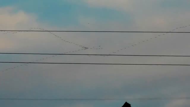 Прилетели (первое мая)|Arrived (the first of May) :) смотреть онлайн