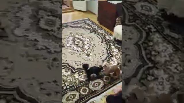 Детки щенки чихуахуа в продаже мама. Эллада Вечная любовь, папа Забавный Лунтик смотреть онлайн