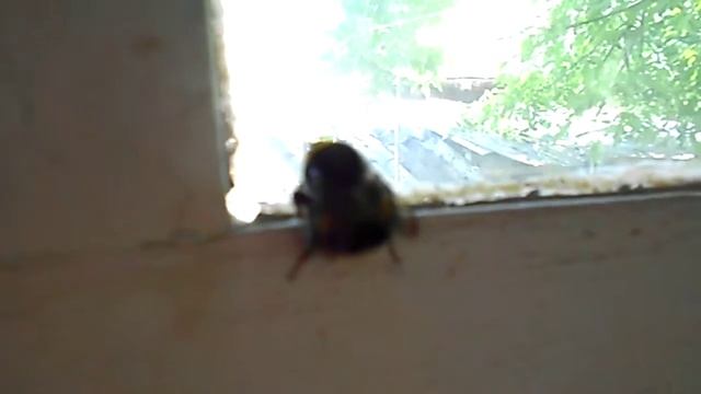 спасение мохнатого жирного шмеля смотреть онлайн