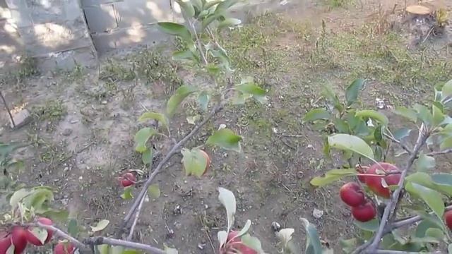 Урожай трехлетних яблонь - флорина и другие смотреть онлайн