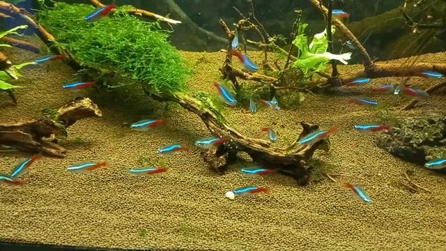 Коряги в аквариуме