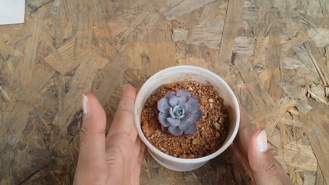 || ECHEVERIA LAULENSIS OR LAURENSIS || CARE TIPS || смотреть онлайн
