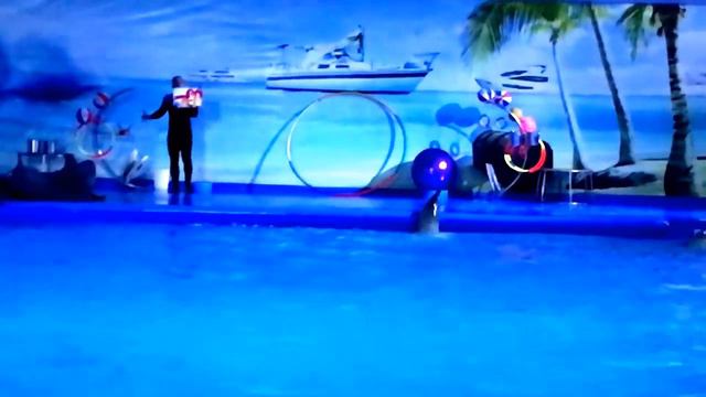 Захватывающее зрелище. Шоу с дельфинами и морскими котиками. Дельфинарий Кишинев, Молдова смотреть онлайн