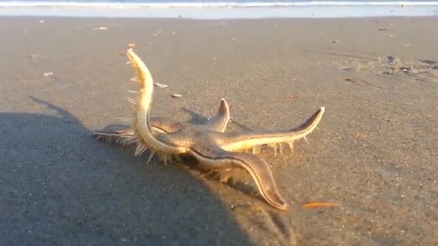 Ruth Gipps Seashore Suite Op. 3b for Oboe and Piano / Katherine Needleman; Jeff Bieber смотреть онлайн