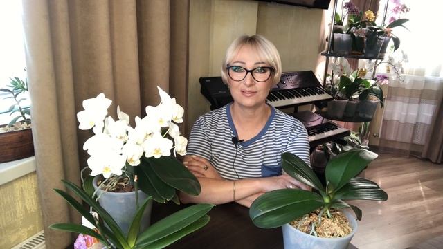 Как и когда удобрять орхидеи смотреть онлайн