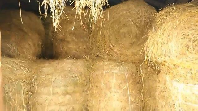 Расчистка дороги МТЗ-80 и подтаскивание рулонов сена.Украли удленнители навески трактора!!!! смотреть онлайн