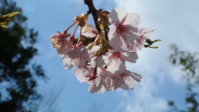 🌸 さくら さくら Sakura Sakura (Cheery Blossoms In Osaka)