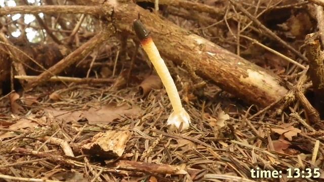Dog Stinkhorn (Mutinus caninus) Time-lapse Video смотреть онлайн