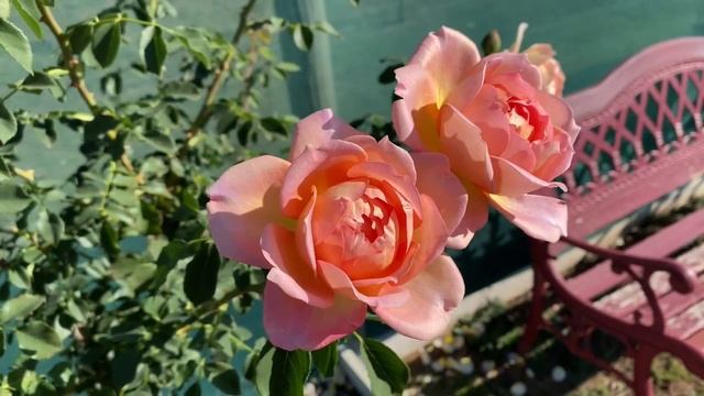 Lady of Shalott. Rose series Sept 21 смотреть онлайн