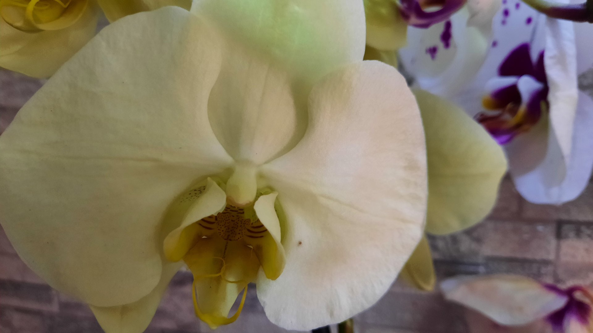 НОВЫЕ ПОКУПКИ ФАЛЕНОПСИСОВ//12.04.24// смотреть онлайн