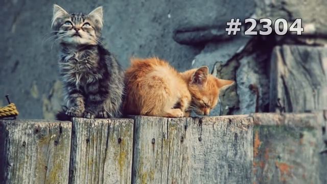 #2304. Коты (В мире животных) смотреть онлайн
