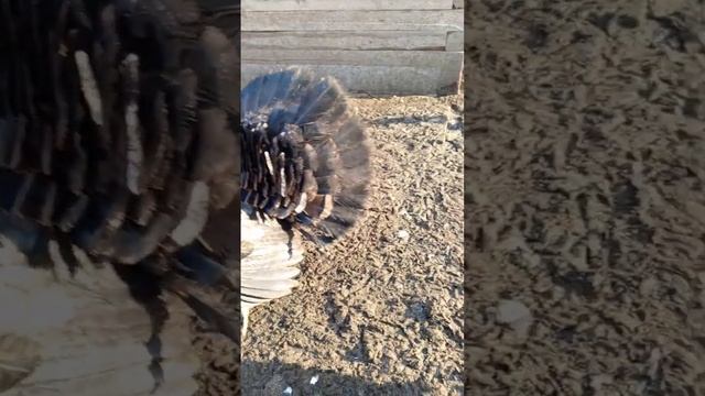 здравствуйте ? вас интересуют индюки?  ? задавайте вопросы пишите комментарии отвечу вам ????????