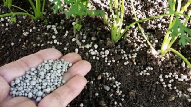 МОРКОВЬ НЕЖЕНКА - ОТЛИЧНОЕ ЗИМНЕЕ ХРАНЕНИЕ СРЕДНЕСПЕЛЫЙ СОРТ С ПОВЫШЕННЫМ СОДЕРЖАНИЕМ КАРОТИНА смотреть онлайн