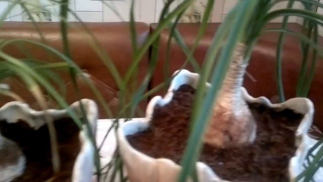 нолина смотреть онлайн