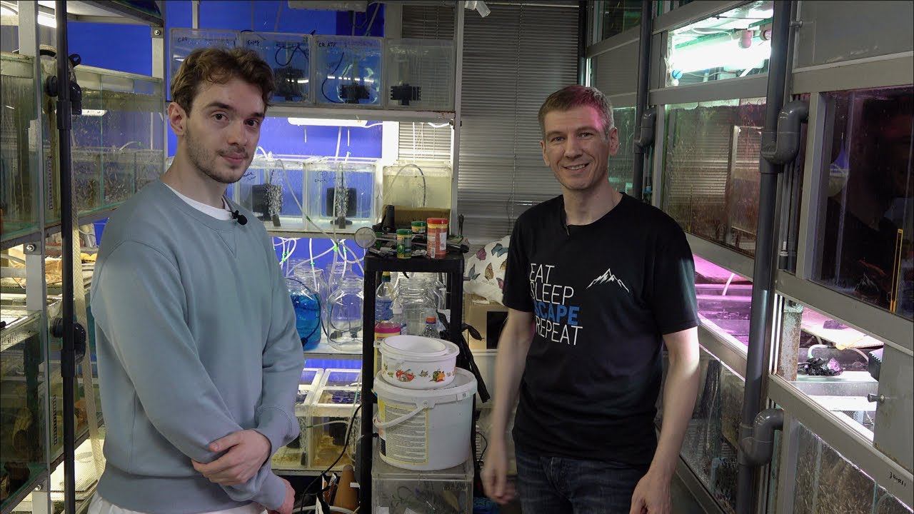 Разводня аквариумных рыб на Птичьем рынке в Москве смотреть онлайн