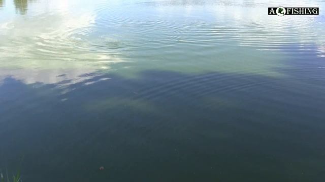 Матчевая ловля карп, рыбалка с поплавком. смотреть онлайн