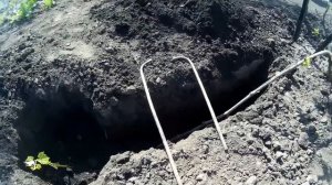 ? Размножение винограда отводком на постоянное место.