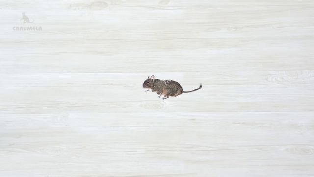 【猫用動画MIX５】ねずみ・ねこじゃらしなど26分 GAME FOR CATS 5 смотреть онлайн