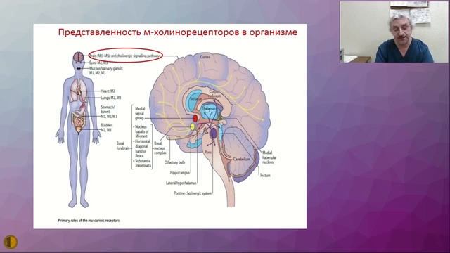 Гиперактивный мочевой пузырь - Кривобородов Григорий Георгиевич