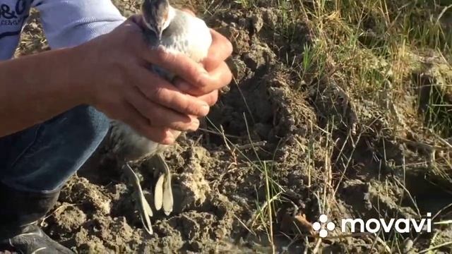 Лучшая рыбалка, много Хищника 2020, р. Орь, Актобе, Казахстан / Fishing Kazakhstan смотреть онлайн