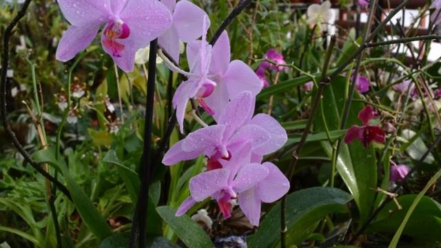 Сказка об орхидеях. смотреть онлайн