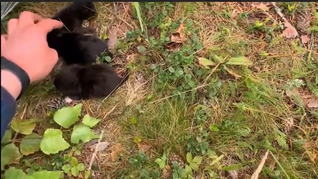 В защиту домашних животных смотреть онлайн