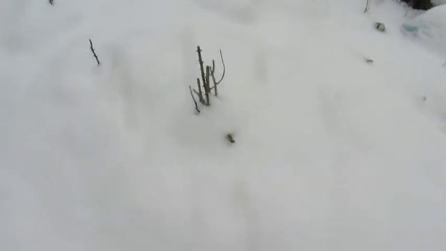 Наша дача на 09.02.20 г. Розы без укрытия, лаванда, земляника. Взошел салат!!! смотреть онлайн