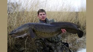 Рыбалка,КРУПНЫЙ НАЛИМ.Рекордный экземпляр налима.