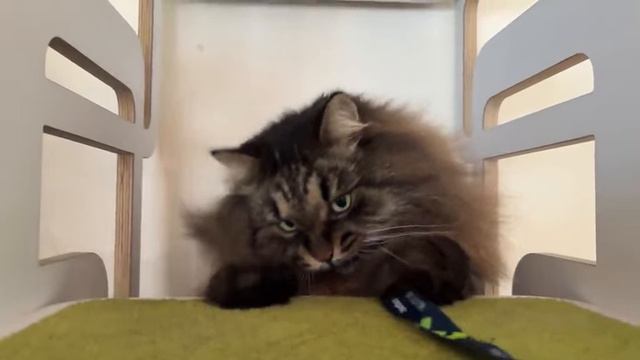 Пушистость смотреть онлайн