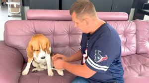 ЩЕНОК ПОВРЕДИЛ ЛАПУ. БАТЯ ЛЕЧИТ ШЕРЛОКА. БРОС ШОУ ПЕТ