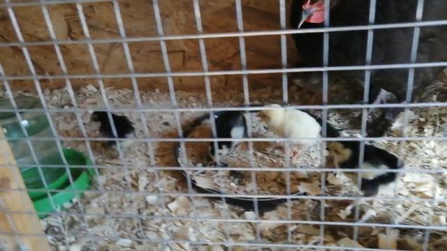 Я наверное сошла с ума, потому как снова закладываю яйца в инкубатор. смотреть онлайн