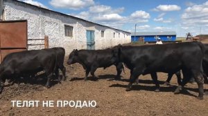 Быки Ангусы 2018 года