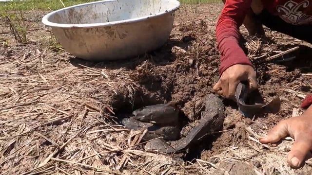 Underground Gold: Master Fisherman Uses Hand Fishing Technique to Get Massive Underground Catches! смотреть онлайн