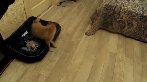 Щенок Сиба-Ину. Подбор корма.