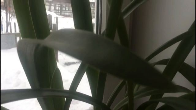 Гиппеаструм и его зимние секреты смотреть онлайн