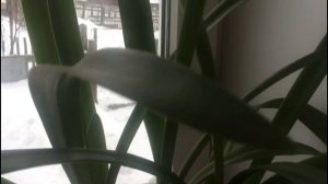 Гиппеаструм и его зимние секреты