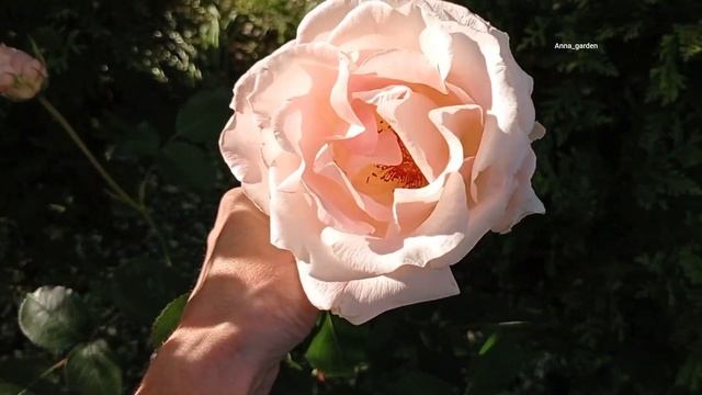 Rokoko (TANokor) Tantau, 1987 Шрабы #розы  июнь