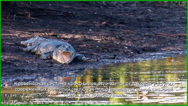 Крокодилы — интересные факты