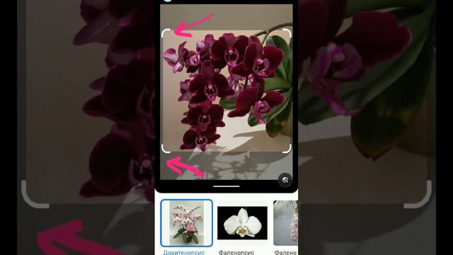 Как определить название орхидеи? #орхидеи #орхидеяуход #orhid #орхидеяцветет #подкормкаорхидей смотреть онлайн