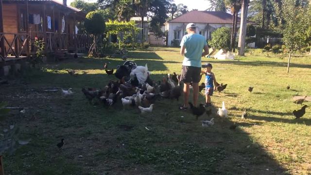 Куриные бега или как куры и индюки жрать хотят? смотреть онлайн