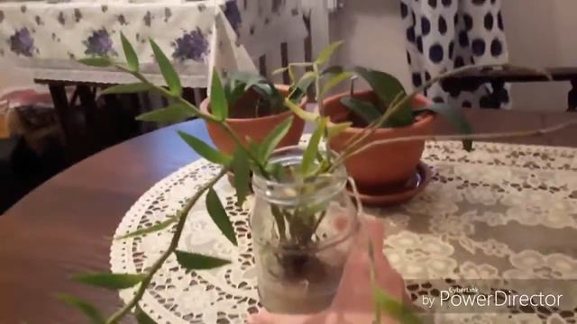 Моя новая орхидея dendrobium aphyllum смотреть онлайн