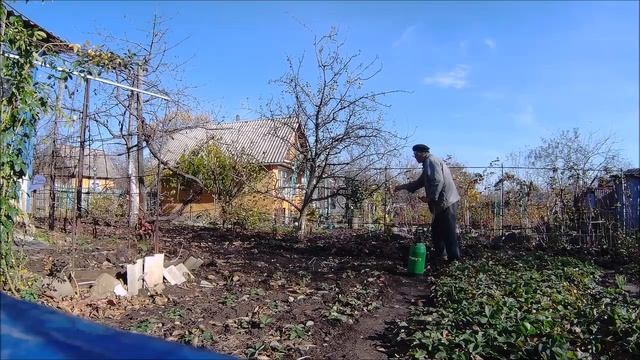 Опрыскиваю деревья от парши. смотреть онлайн